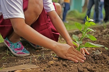 Champú bio con ingredientes procedentes de cultivo ecológico